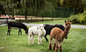 Dosłońce Resort Wellness & Farm Hotel **** / 0