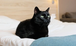 Tristan Hotel & SPA**** Hotel **** / 3