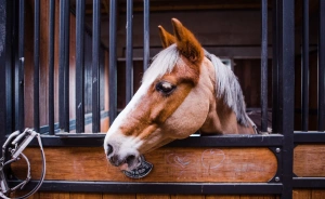 Salio Equisport Resort Ośrodek szkoleniowo- wypoczynkowy / 0